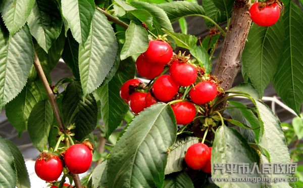 致富例子种植樱桃视频_种植樱桃致富例子_种植樱桃赚钱吗