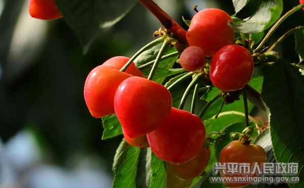 种植樱桃赚钱吗_种植樱桃致富例子_致富例子种植樱桃视频