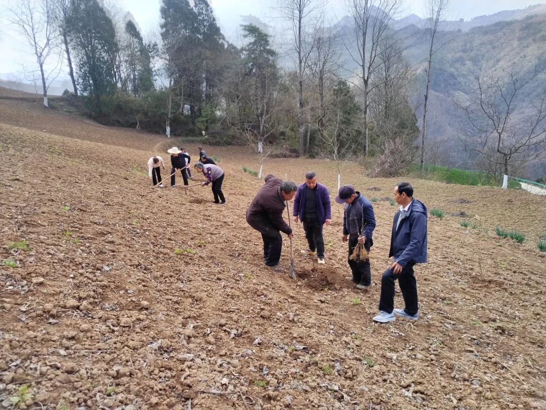 【“三抓三促”行动进行时】云台镇：花椒栽植忙 致富路更广