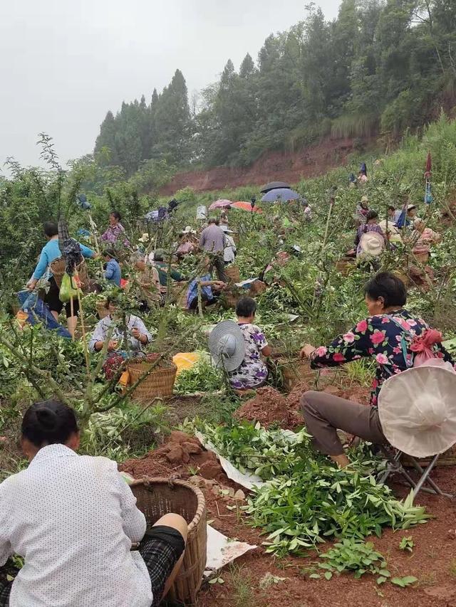 致富种植藤椒树视频_藤椒种植效益_藤椒种植致富