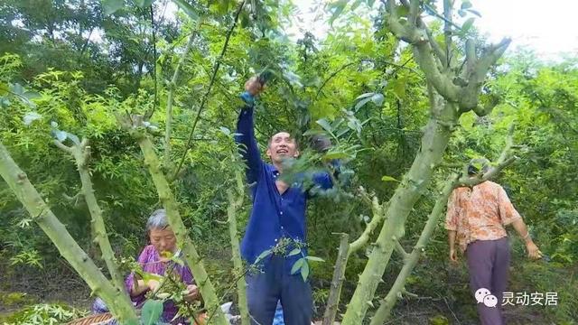 致富种植藤椒树视频_藤椒种植致富_藤椒种植效益