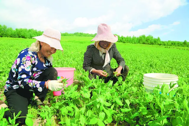 致富豌豆尖 甜到心尖尖