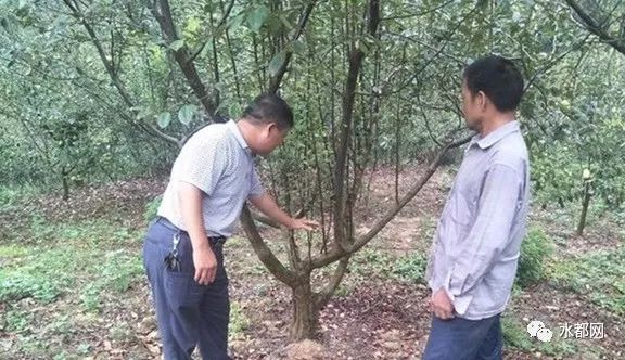 种树致富全部视频_风景树种植致富经_风景树种植致富