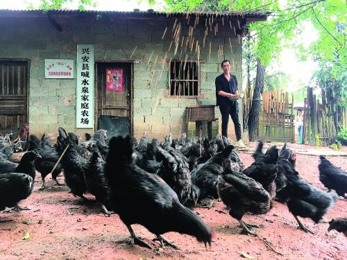 养黑鸡致富经_致富经养黑乌鸡全视频_致富经养黑鸡