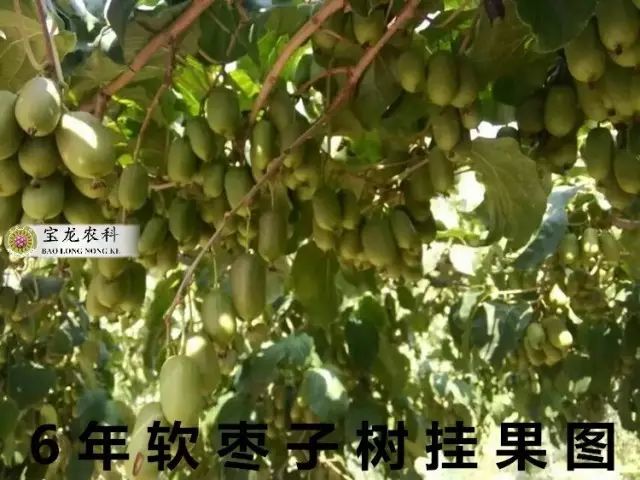 枣子种植技术与管理_枣子种植末来新技术_枣种子种植方法