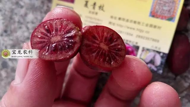 枣子种植末来新技术_枣子种植技术与管理_枣种子种植方法