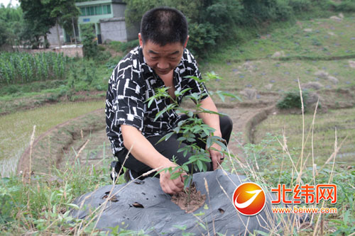 种植藤椒真的那么赚钱吗_藤椒种植致富_藤椒种植效益