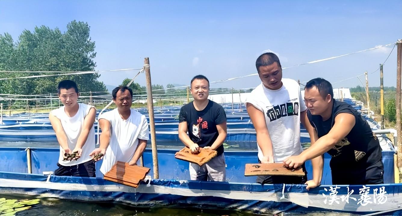 刺鳅科多少钱一斤_刺鳅致富经_刺鳅鱼养殖视频