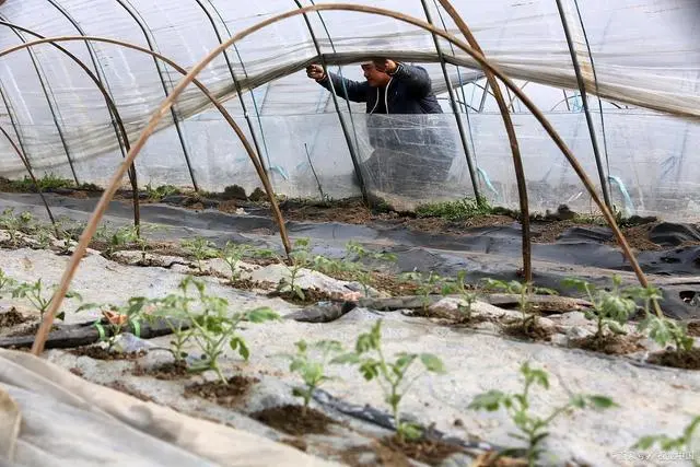 看完真正的西瓜种植技术，才知道种西瓜也不难，快来试试吧！