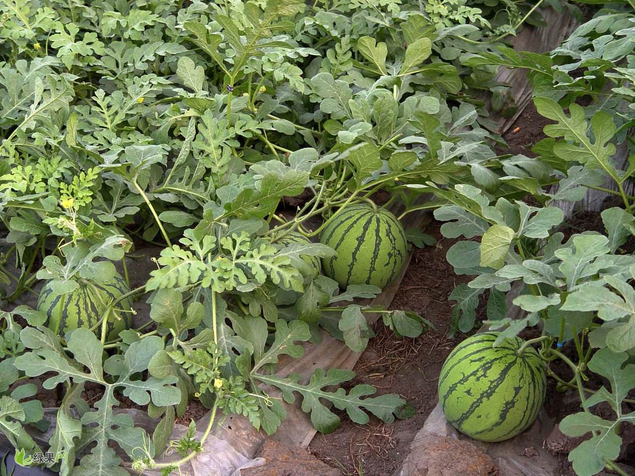 千头椿种植养护技术_南爪怎样种植技术_早春红玉种植和技术