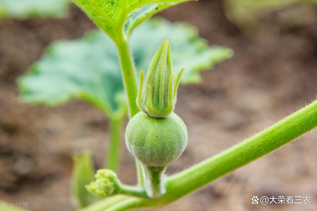 种植西瓜技术_种植南瓜的技术和方法_南爪怎样种植技术