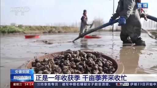 饽荠种植_孛荠种孛荠种植视频_孛荠种植技术