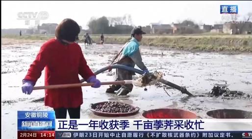 孛荠种植技术_饽荠种植_孛荠种孛荠种植视频