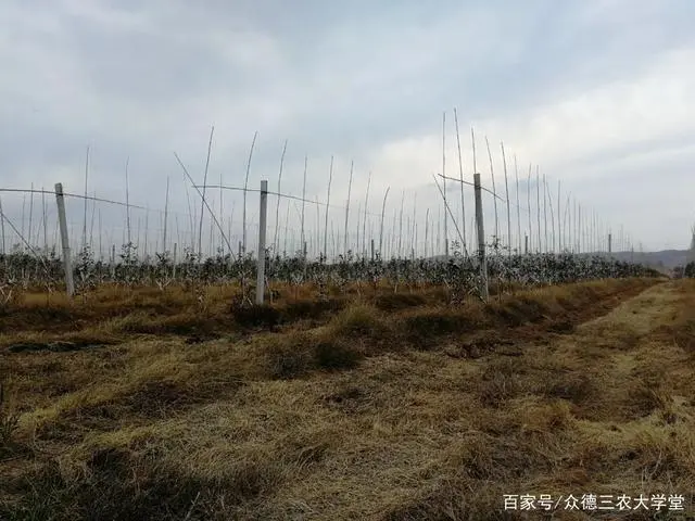 怎样搞种植致富_种植致富业_致富种植什么比较赚大钱