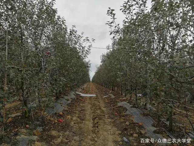 致富种植什么比较赚大钱_怎样搞种植致富_种植致富业