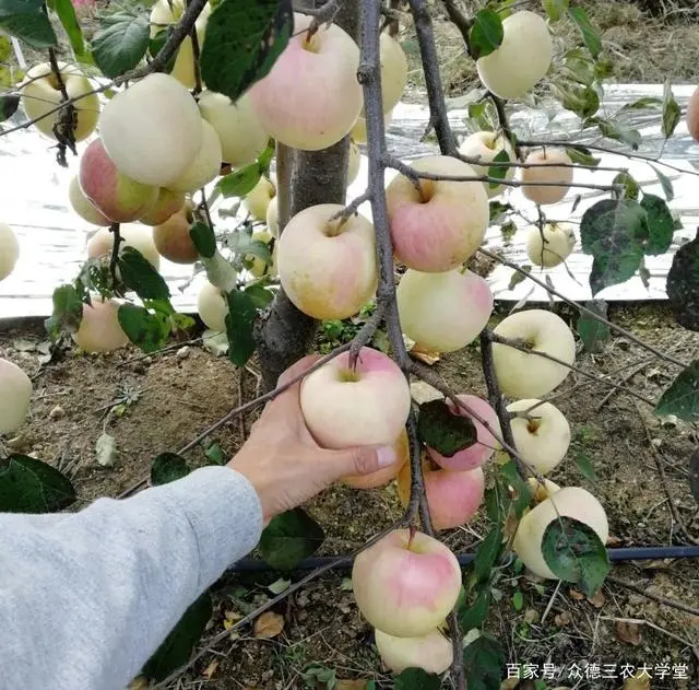 怎样搞种植致富_致富种植什么比较赚大钱_种植致富业