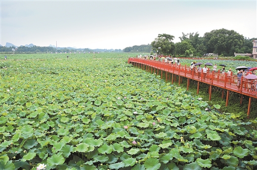 平桂区“藕莲天下”特色水生蔬菜产业示范区：荷塘飘香引客来