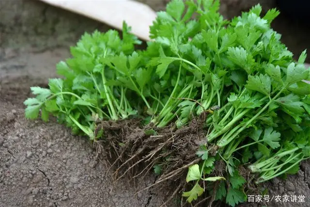 种植致富业_种植致富新项目_怎样搞种植致富