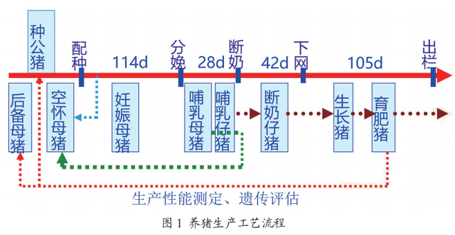 通城猪的养殖技术_养殖业猪_养猪养殖