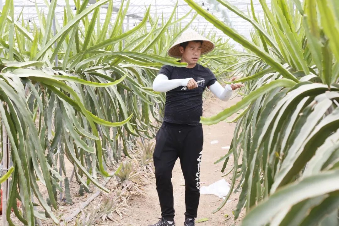 大棚火龙果_农广天地大棚种植火龙果技术_致富经火龙果大棚