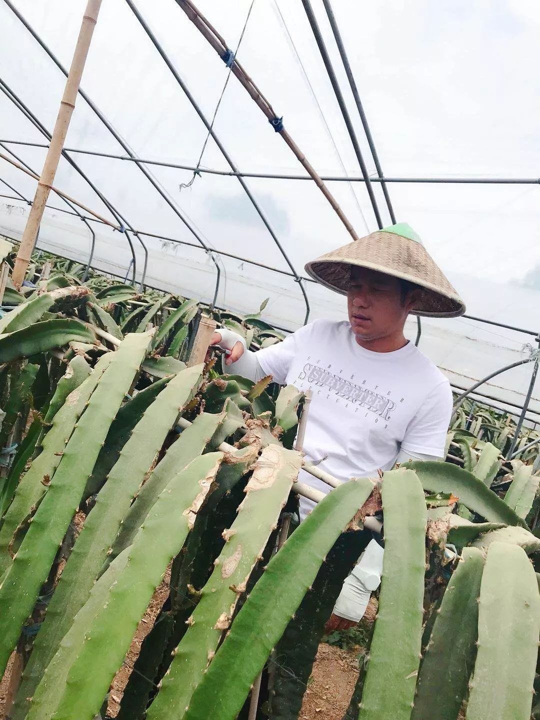 致富经火龙果大棚_农广天地大棚种植火龙果技术_大棚火龙果