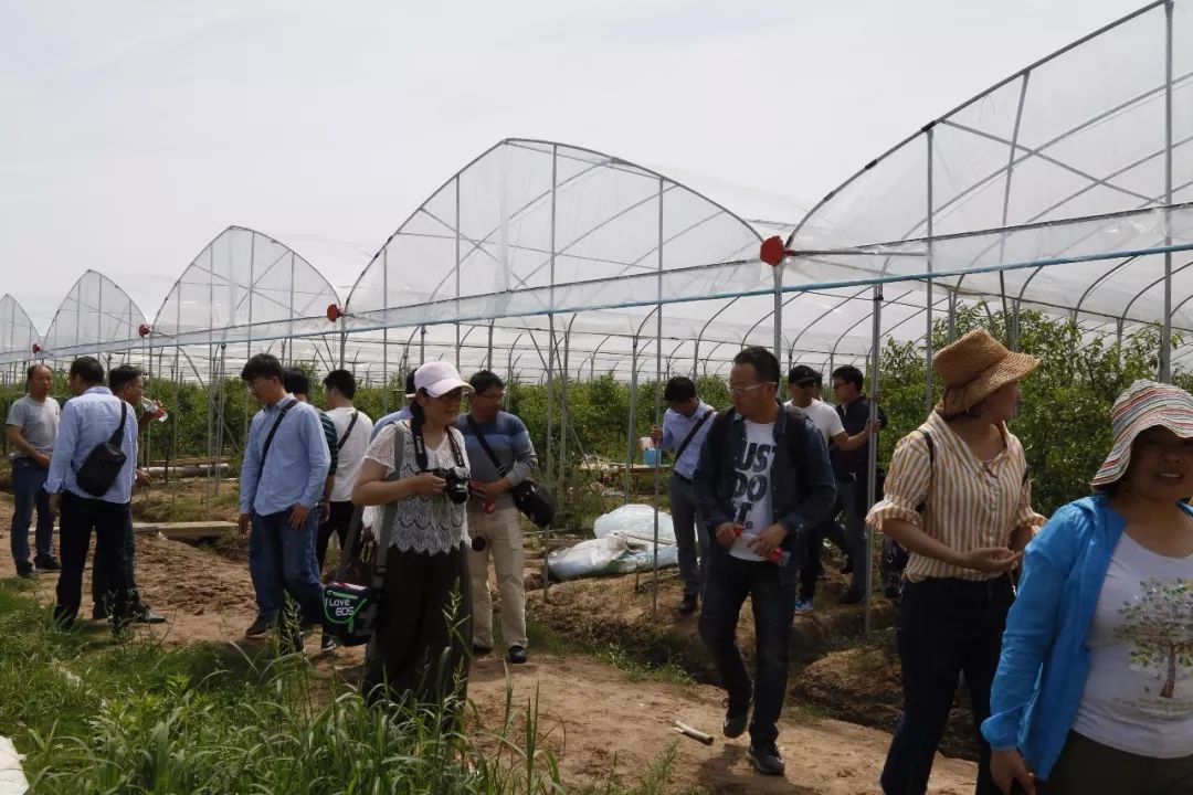 致富经火龙果大棚_大棚火龙果_农广天地大棚种植火龙果技术