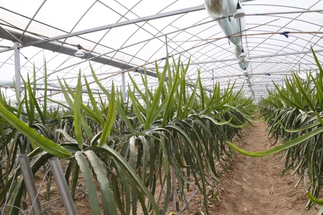 大棚火龙果_致富经火龙果大棚_农广天地大棚种植火龙果技术