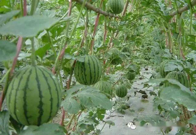 南爪怎样种植技术_种南爪视频_有道词典解爪兰花怎么种植