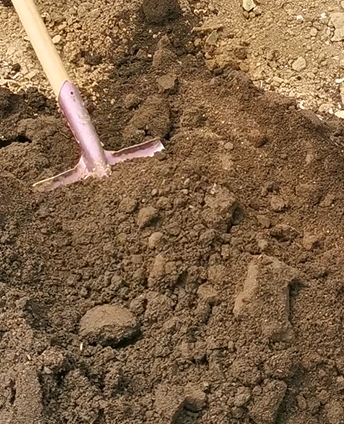 豆角栽培技术要点_栽培种植技术豆角技术要点_豆角栽培种植技术