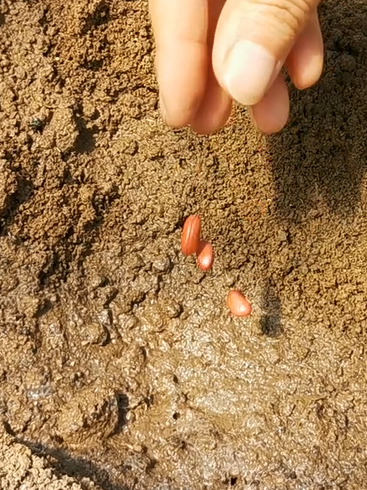 豆角栽培技术要点_栽培种植技术豆角技术要点_豆角栽培种植技术