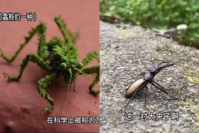 致富经养黄粉虫喂青蛙_致富经养黄粉虫喂青蛙_致富经养黄粉虫喂青蛙