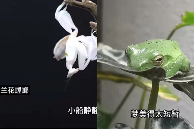 致富经养黄粉虫喂青蛙_致富经养黄粉虫喂青蛙_致富经养黄粉虫喂青蛙