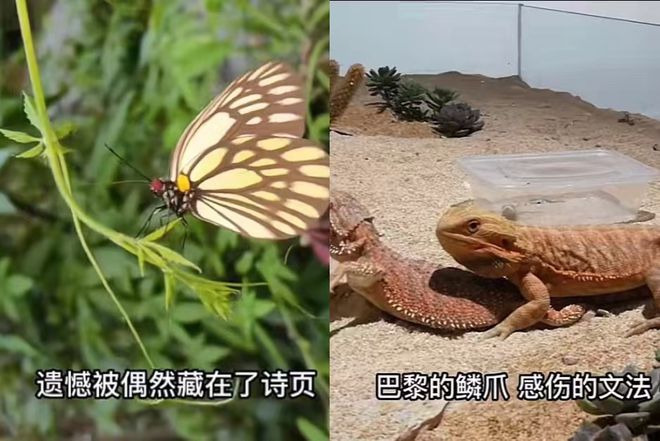 致富经养黄粉虫喂青蛙_致富经养黄粉虫喂青蛙_致富经养黄粉虫喂青蛙