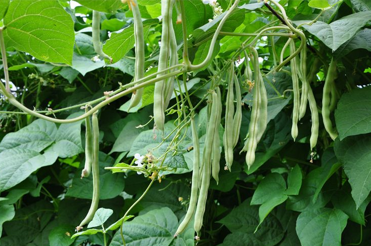 豆角的栽培_豆角栽培技术要点_豆角栽培种植技术