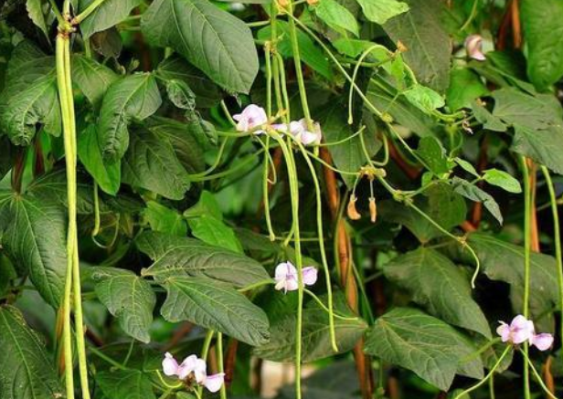 豆角栽培技术要点_豆角栽培种植技术_豆角的栽培