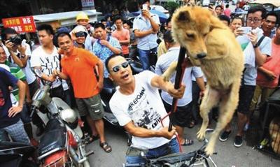 致富经肉狗养殖技术_开狗肉馆致富经_狗肉馆赚钱吗