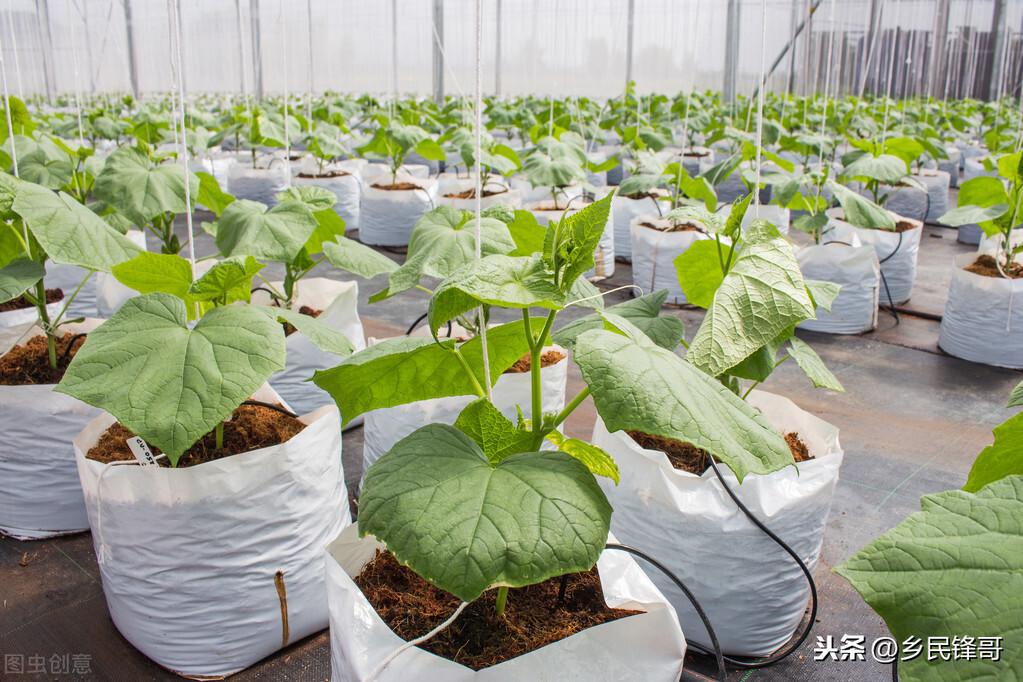 黄瓜种植技术与管理视频教程_夏季黄瓜种植技术视频_夏季黄瓜高产栽培技术视频