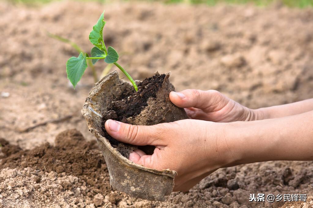 黄瓜种植技术与管理视频教程_夏季黄瓜高产栽培技术视频_夏季黄瓜种植技术视频