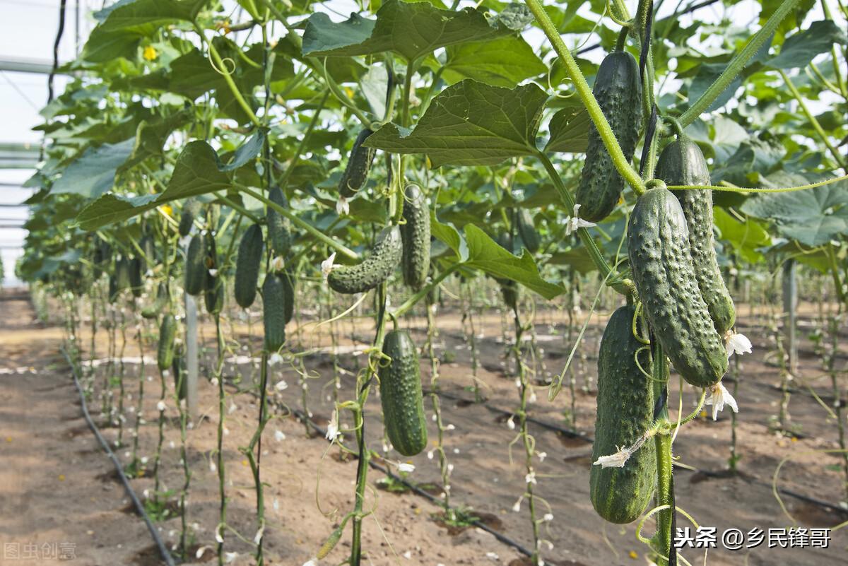 黄瓜种植技术与管理视频教程_夏季黄瓜高产栽培技术视频_夏季黄瓜种植技术视频