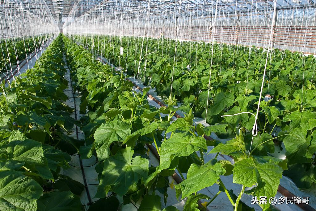 夏季黄瓜种植技术视频_黄瓜种植技术与管理视频教程_夏季黄瓜高产栽培技术视频