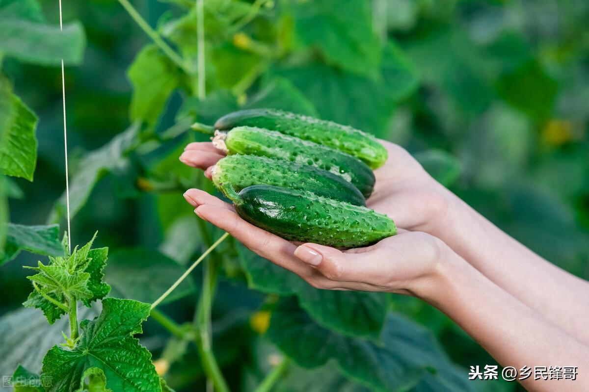 黄瓜种植技术与管理视频教程_夏季黄瓜种植技术视频_夏季黄瓜高产栽培技术视频