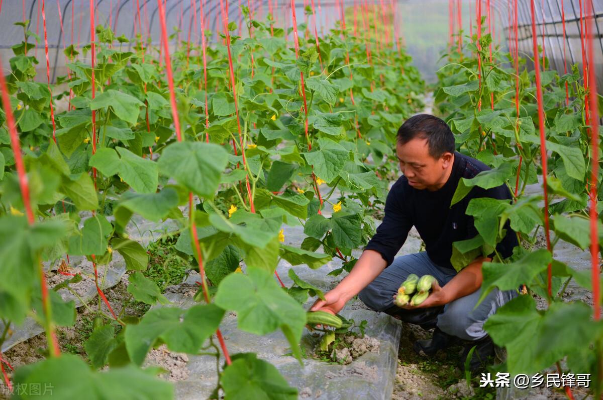 夏季黄瓜种植技术视频_黄瓜种植技术与管理视频教程_夏季黄瓜高产栽培技术视频