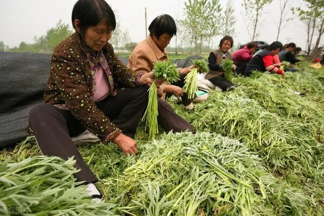 怎样搞种植致富_种植致富业_种植致富新项目