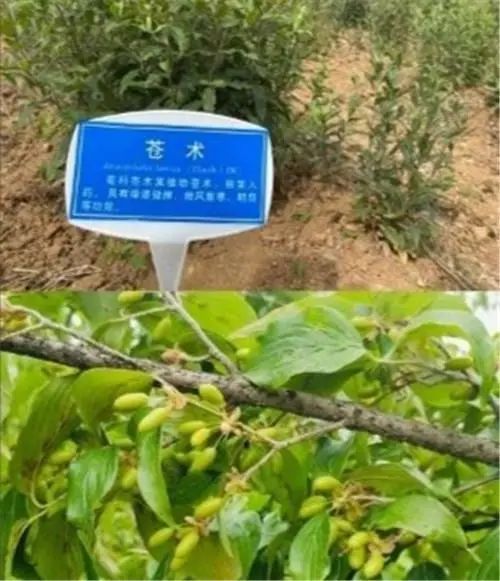 致富中药效果种植图片_中药种植致富效果_种植致富药材