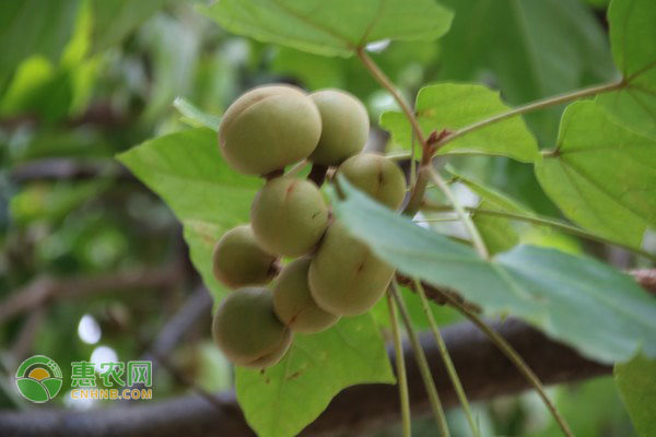 澳洲坚果的种植条件