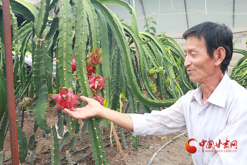 致富经火龙果大棚_大棚火龙果种植效益_大棚火龙果树种植条件