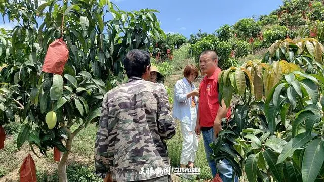 芒果种植成本_芒果种植赚钱吗_芒果种植致富热