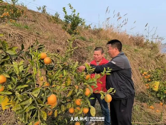 芒果种植致富热_芒果种植成本_芒果种植赚钱吗