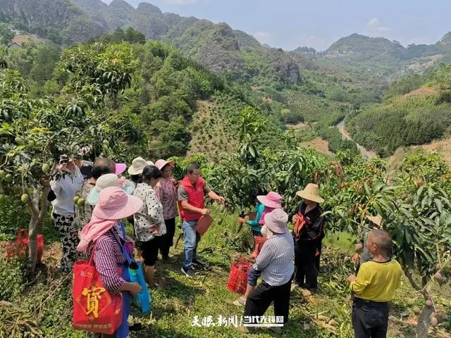 芒果种植致富热_芒果种植成本_芒果种植赚钱吗