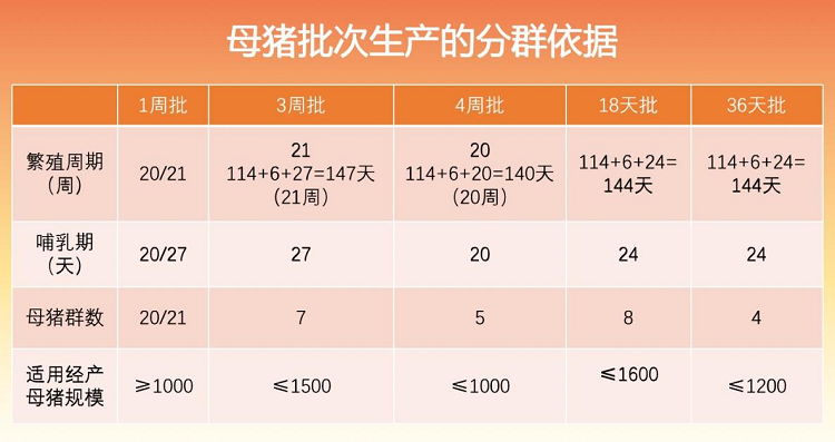 养殖母猪的技术_养殖母猪种猪技术要求_母猪种猪养殖技术